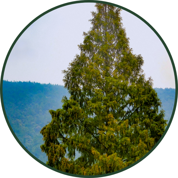 Plan Sierra Quiénes somos